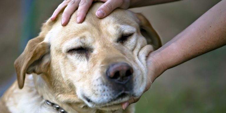 Happy aging for your senior dog: Tips to follow!