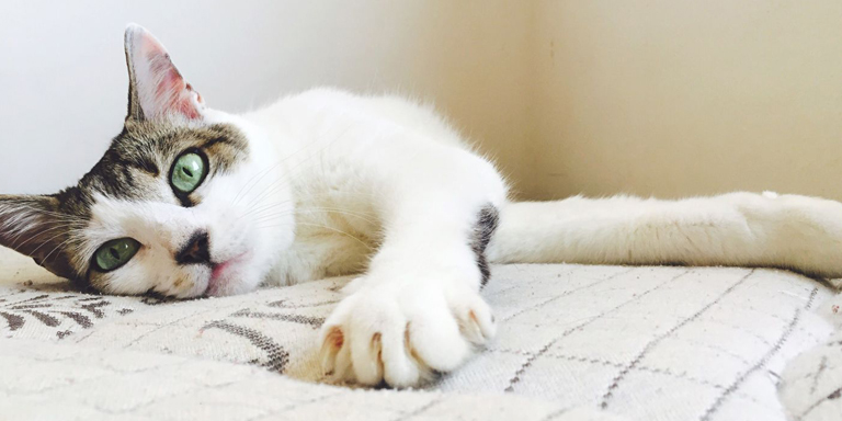 25 signs to identify if your cat is in pain