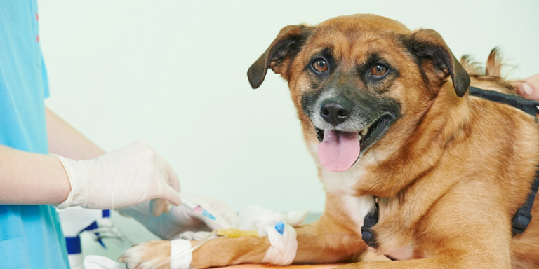 Schedule your dog’s blood test NOW!